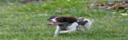 English Springer Spaniel dogs for sale: KC English Springer Spaniel Puppies - Advert 11