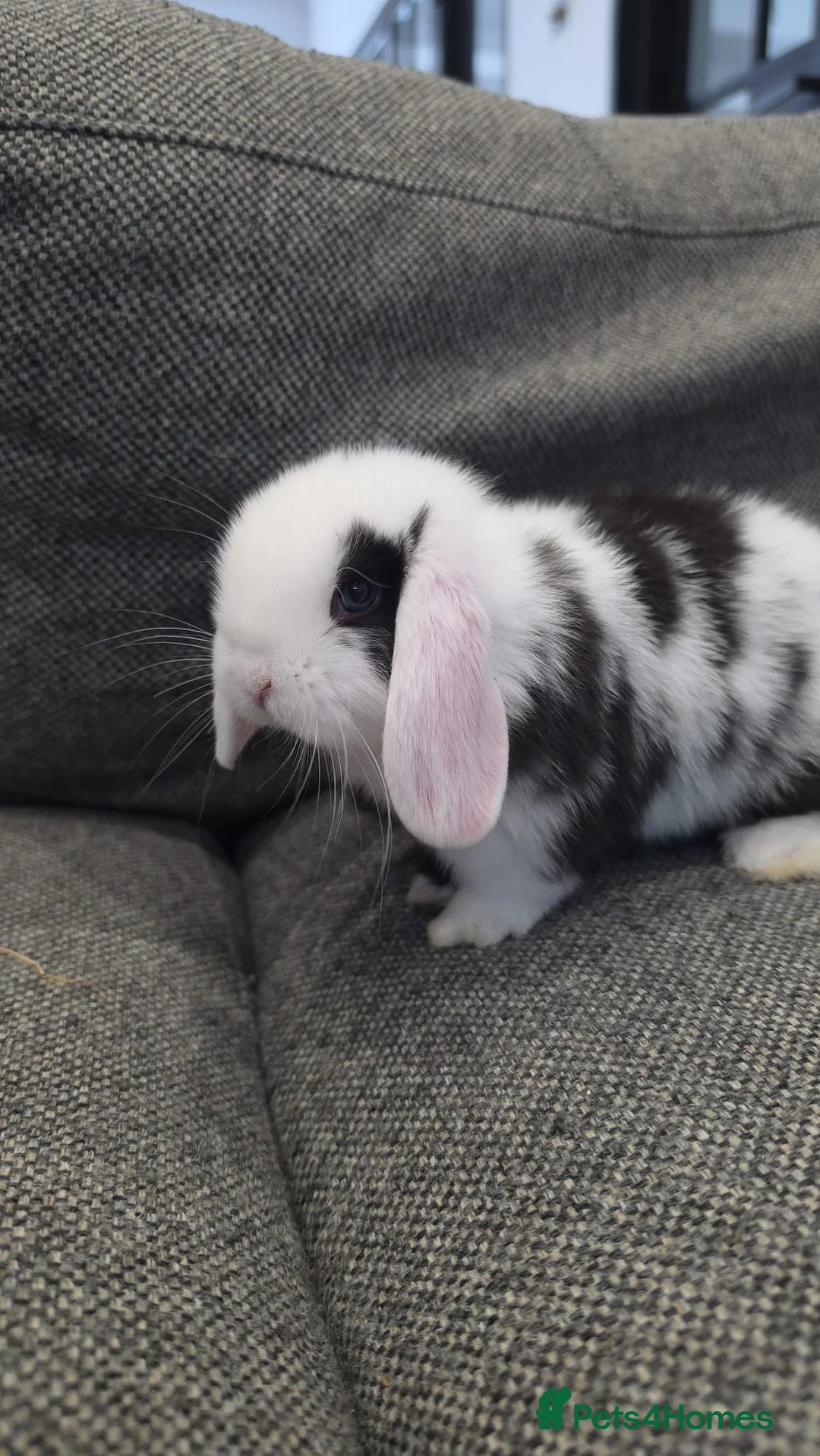 Mini Lop rabbits for sale: 3 Cute Purebred Mini Lop Babies ready to go - Advert 2