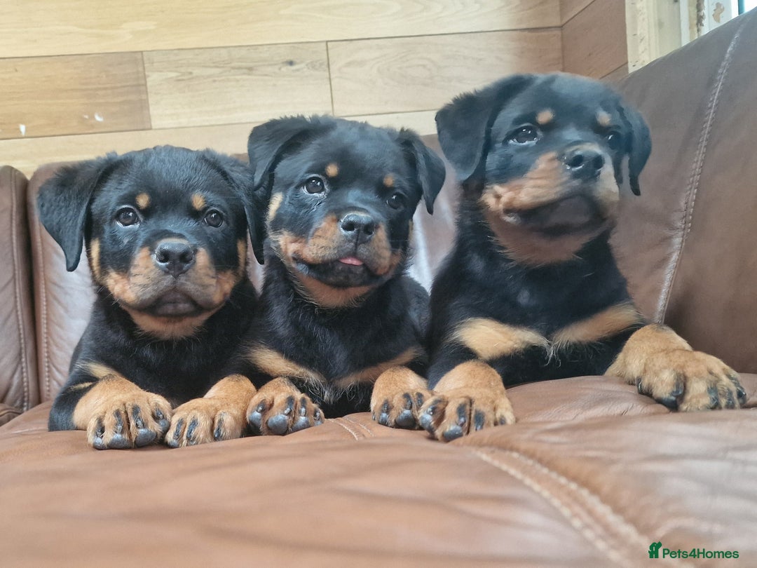 Rottweiler dogs for sale: Puppies available to good home  - Image 2