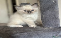 Ragdoll cats for sale: Pure Ragdoll kittens available 🐱🐾 - Image 19