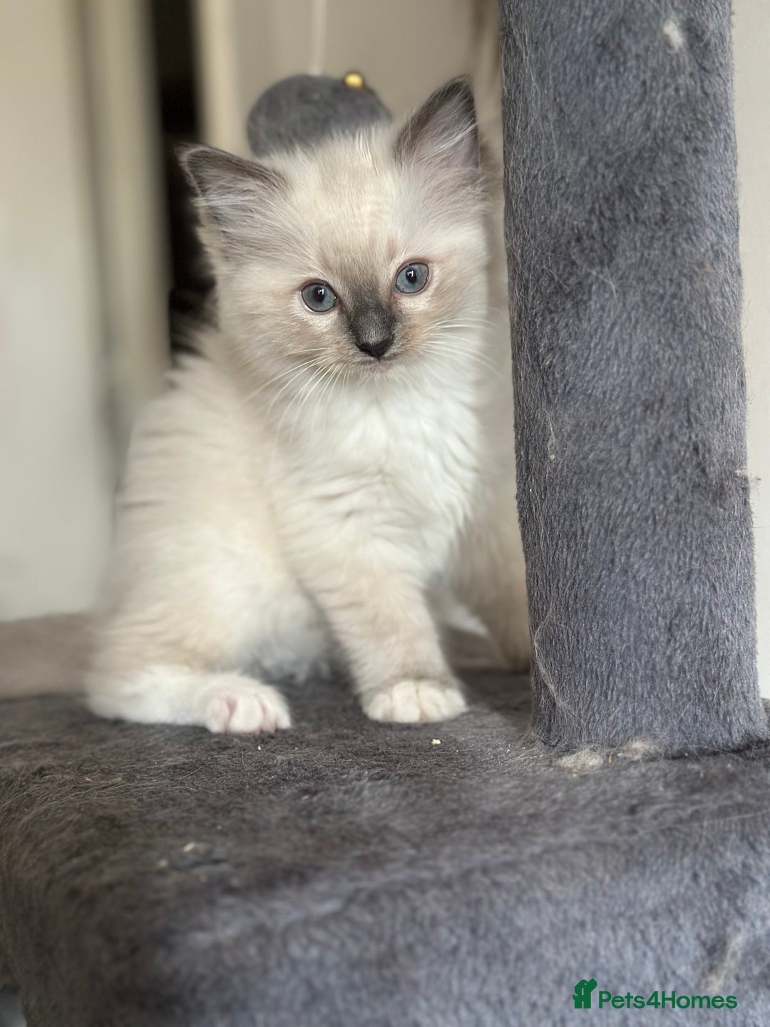 Ragdoll cats for sale: Pure Ragdoll kittens available 🐱🐾 - Image 19