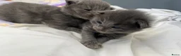 Maine Coon cats for sale: World Champion lineage TICA kittens - Advert 4