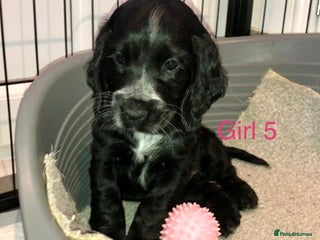 Cocker Spaniel dogs Kc show extensive health tests beautiful colours - Advert 10