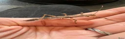 Stick Insects invertebrates for sale: Giant thorny stick insects for sale  - Advert 15