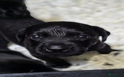 Labrador Retriever dogs for sale: Gorgeous black lab pups,FULLY HEALTH TEST PARENT - Image 12