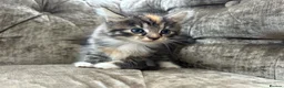 Mixed Breed cats for sale: Long haired female kittens  - Advert 5