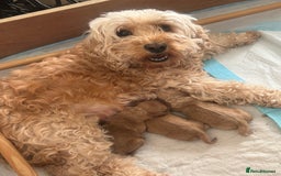 Cockapoo dogs for sale: Cockapoo Pups - Image 32