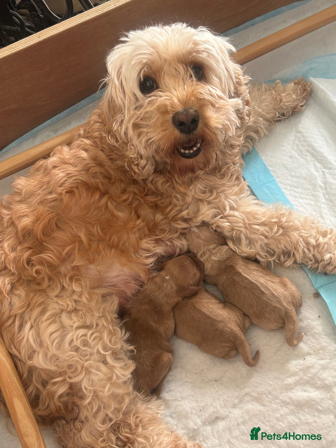 Cockapoo dogs for sale: Cockapoo Pups - Image 32