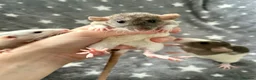 Rat rodents for sale: Baby Dumbo Dwarf Rats Male And Female  - Advert 5