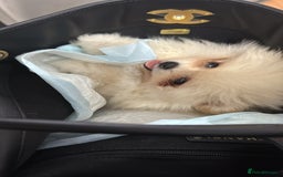 Pomeranian dogs for sale: Mini Pomeranian boy - Image 8