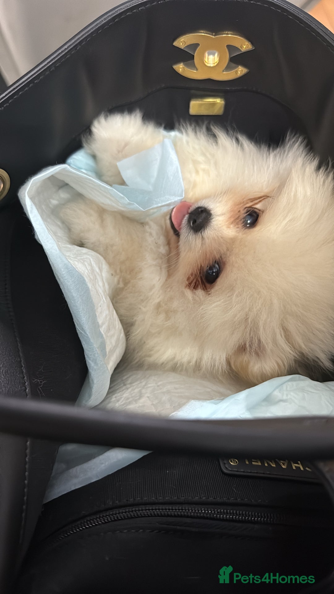 Pomeranian dogs for sale: Mini Pomeranian boy - Image 8