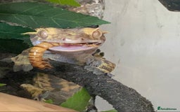 Mixed Breed reptiles for sale: Reptile, invert and amphibian rescue service.  - Image 15