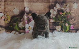 French Bulldog dogs for sale: Welcome to the Fluffy Crew 🥰 - Advert 10