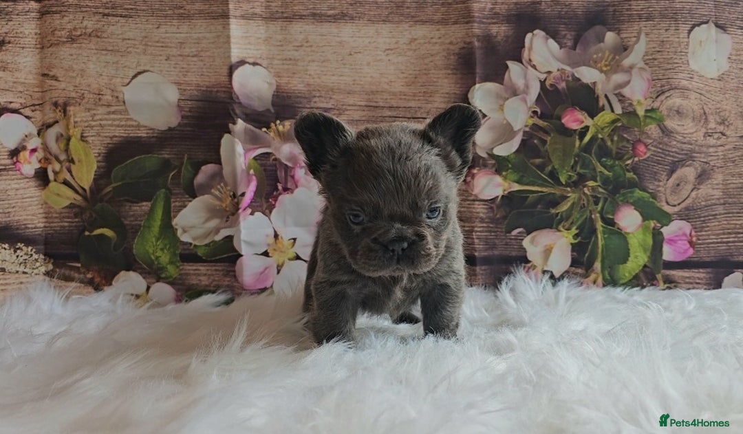 French Bulldog dogs for sale: Welcome to the Fluffy Crew 🥰 - Advert 10
