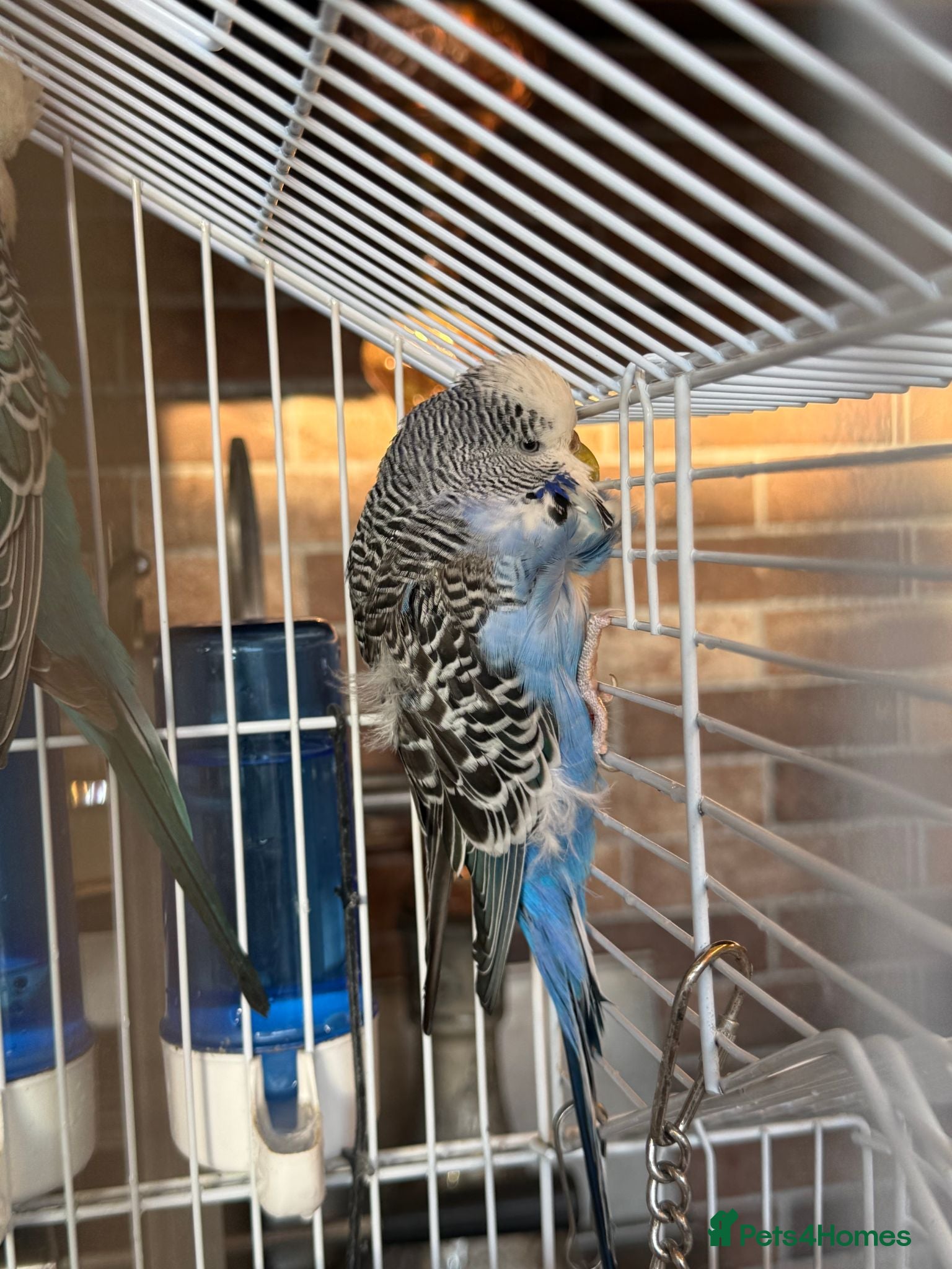 Budgerigars birds 3 Beautiful Budgies with Cage & Accessories - Advert 2