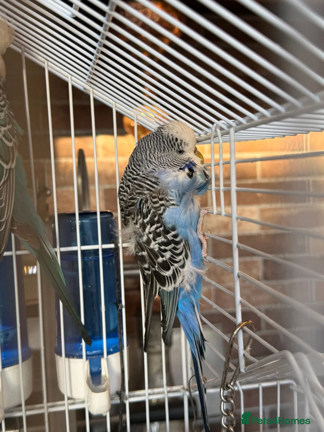 Budgerigars birds for sale: 3 Beautiful Budgies with Cage & Accessories in Maidstone - Advert 2