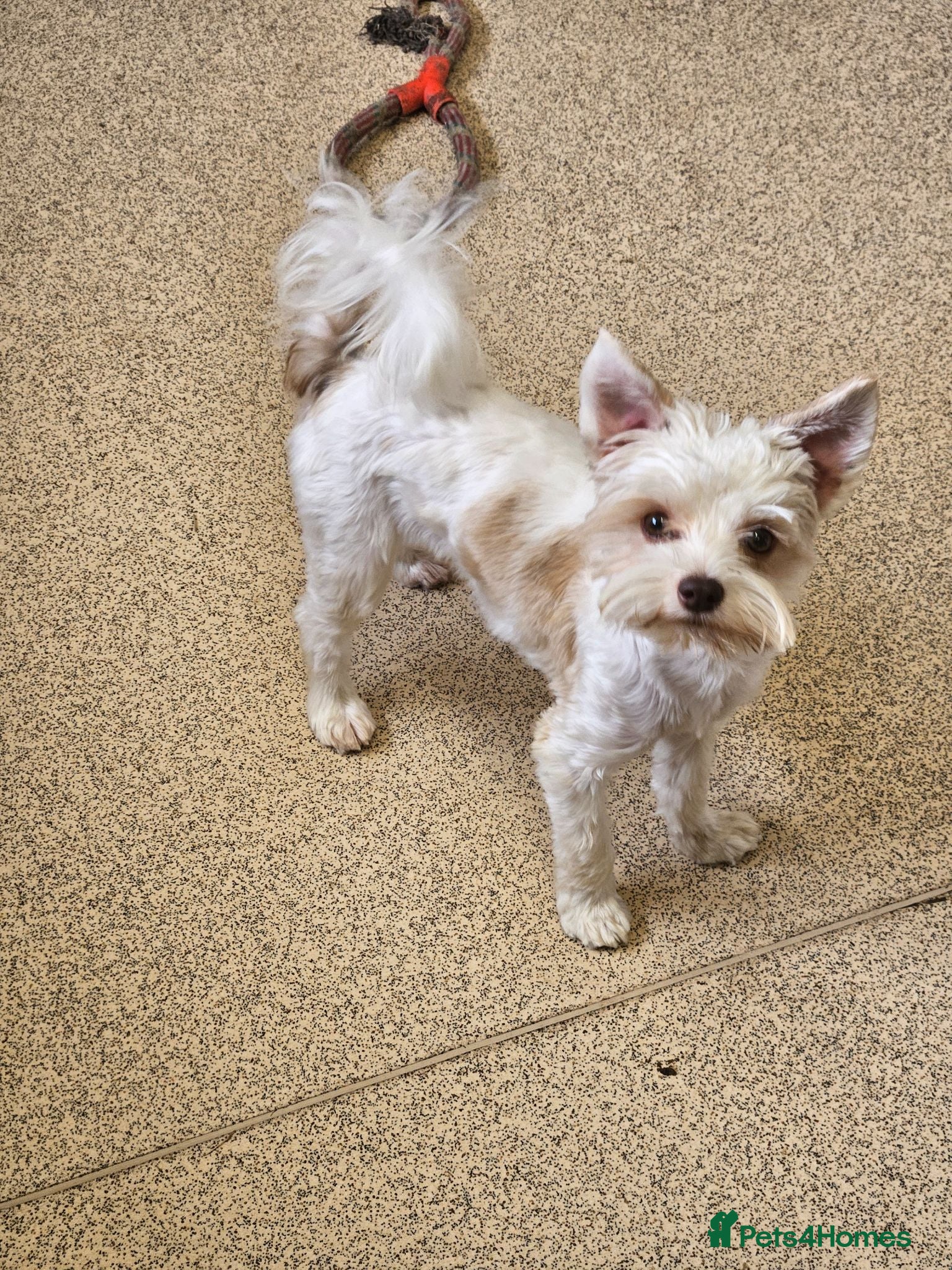 Yorkshire Terrier dogs 🤍🧡 DNA tested White Gold Sable male available  - Advert 5