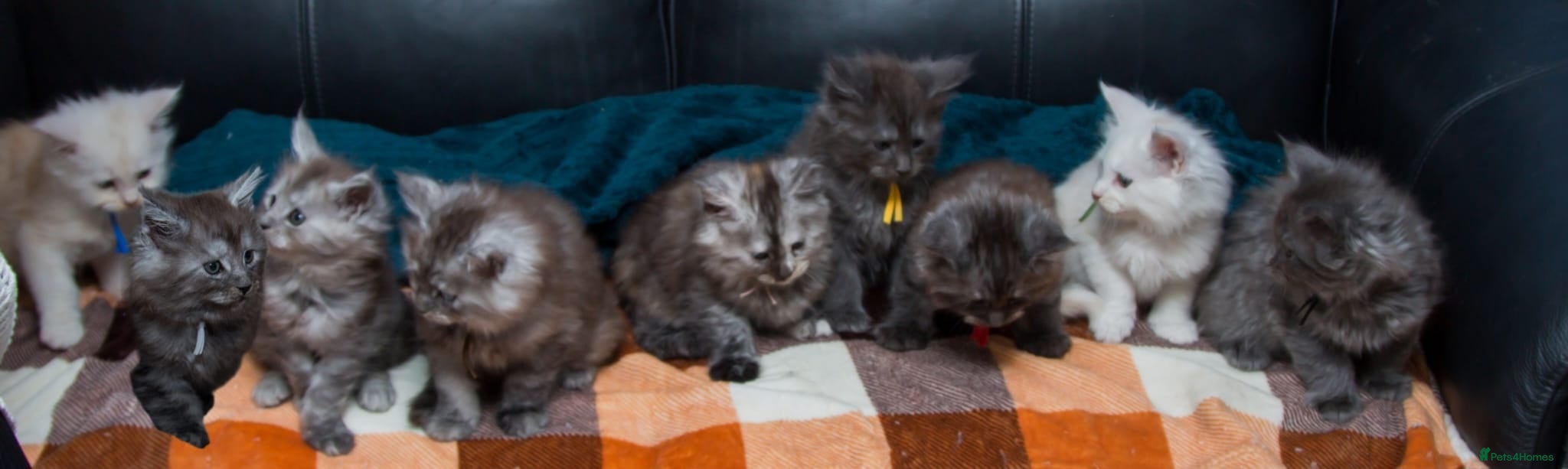 Maine Coon cats for sale: Beautiful fluffy Maine Coon pedigree kittens - Advert 1