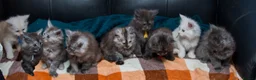 Maine Coon cats for sale: Beautiful fluffy Maine Coon pedigree kittens - Advert 1