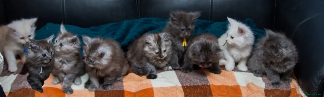 Maine Coon cats for sale: Beautiful fluffy Maine Coon pedigree kittens - Advert 1