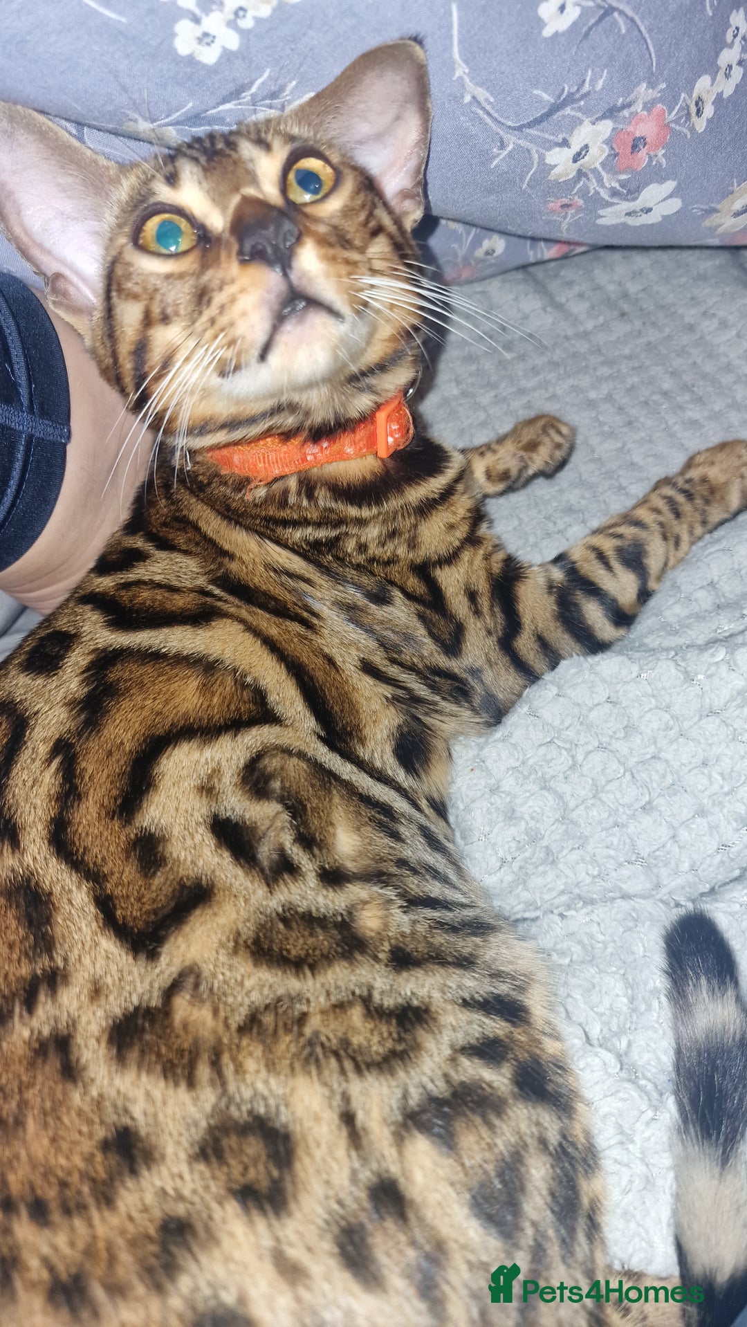 Bengal cats for sale:  🌟 Stunning Bengal Kittens  🌟 🥰🥰 - Advert 29