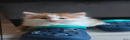 Mixed Breed cats for sale: Beautiful 9 Week Old Mixed Breed Kittens Ready Now - Advert 33