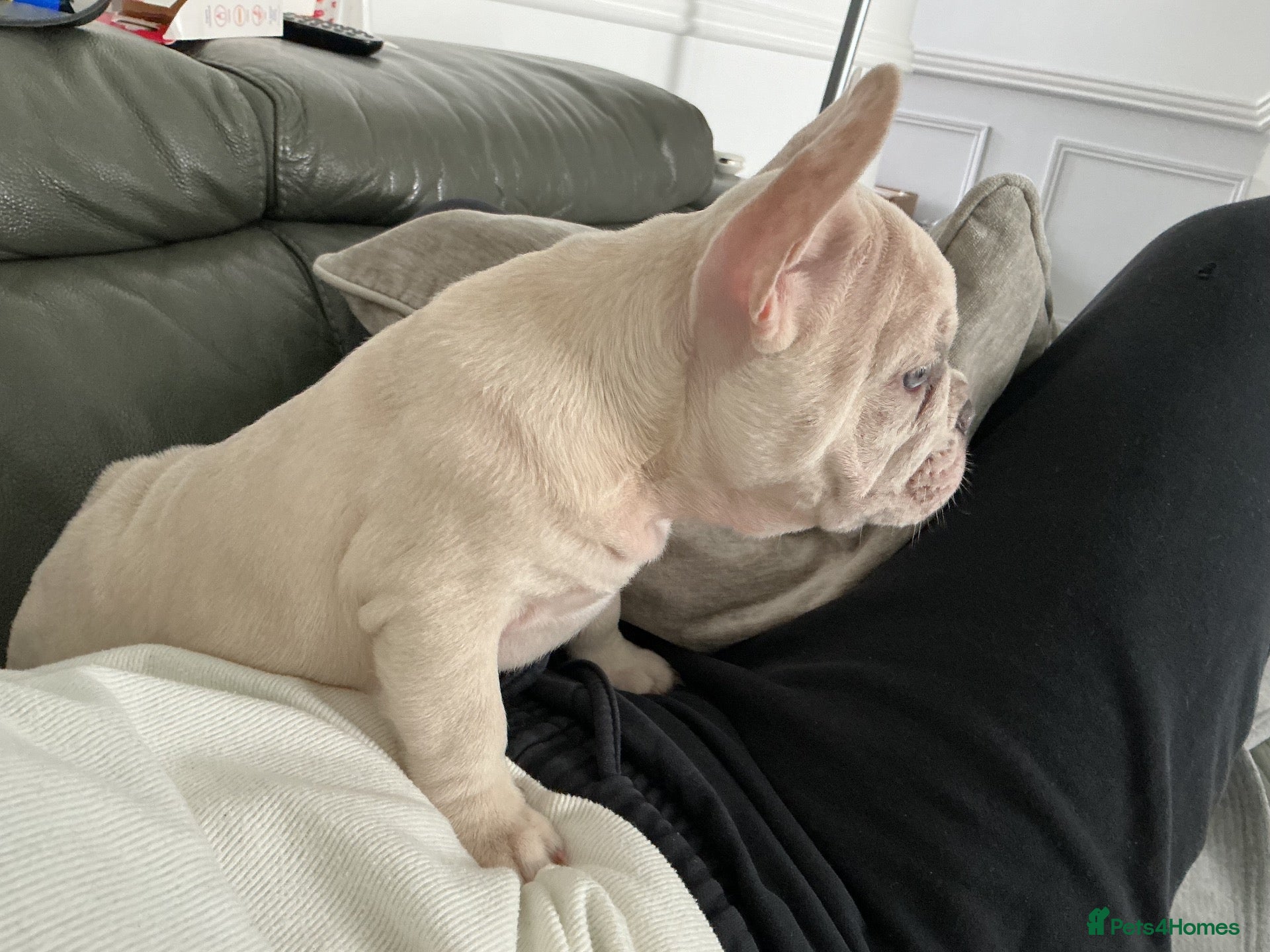 French Bulldog dogs French bulldog puppies ready for their new home  - Advert 2