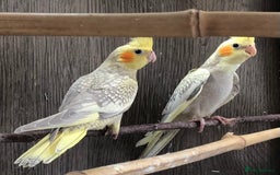 Cockatiels birds for sale: Baby Cockatiels - Image 10