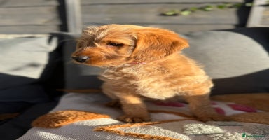 Australian Labradoodle dogs Australian Labradoodle Puppies F1b - Advert 11