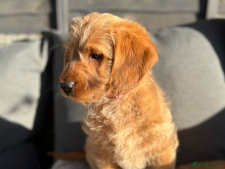 Australian Labradoodle dogs Australian Labradoodle Puppies F1b - Advert 1