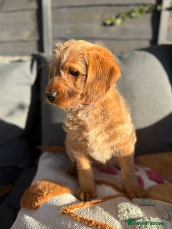 Australian Labradoodle dogs Australian Labradoodle Puppies F1b - Advert 2