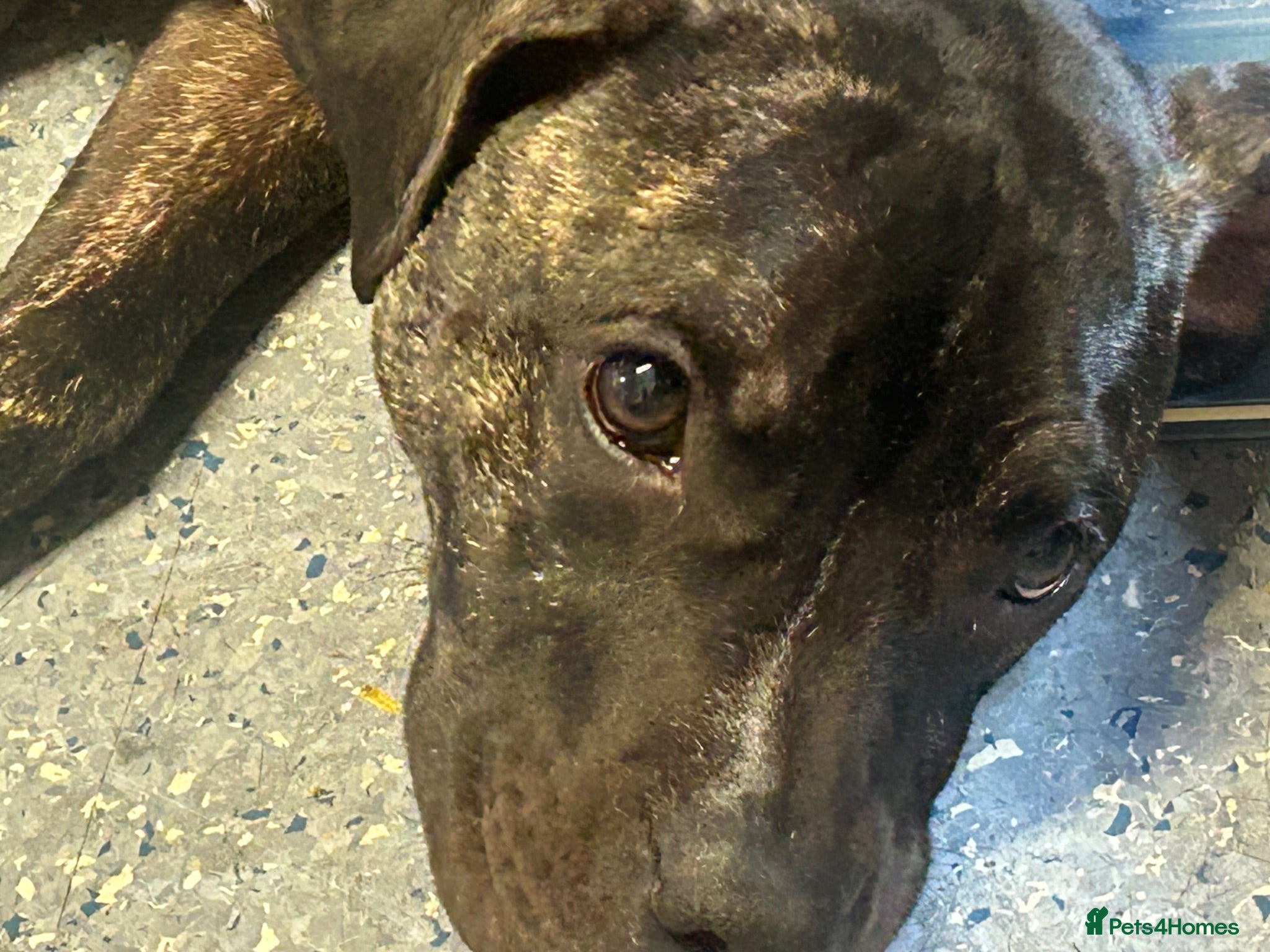 Staffordshire Bull Terrier dogs For sale  - Advert 1