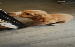 Sprocker dogs for sale: Sprocker puppy  - Image 2