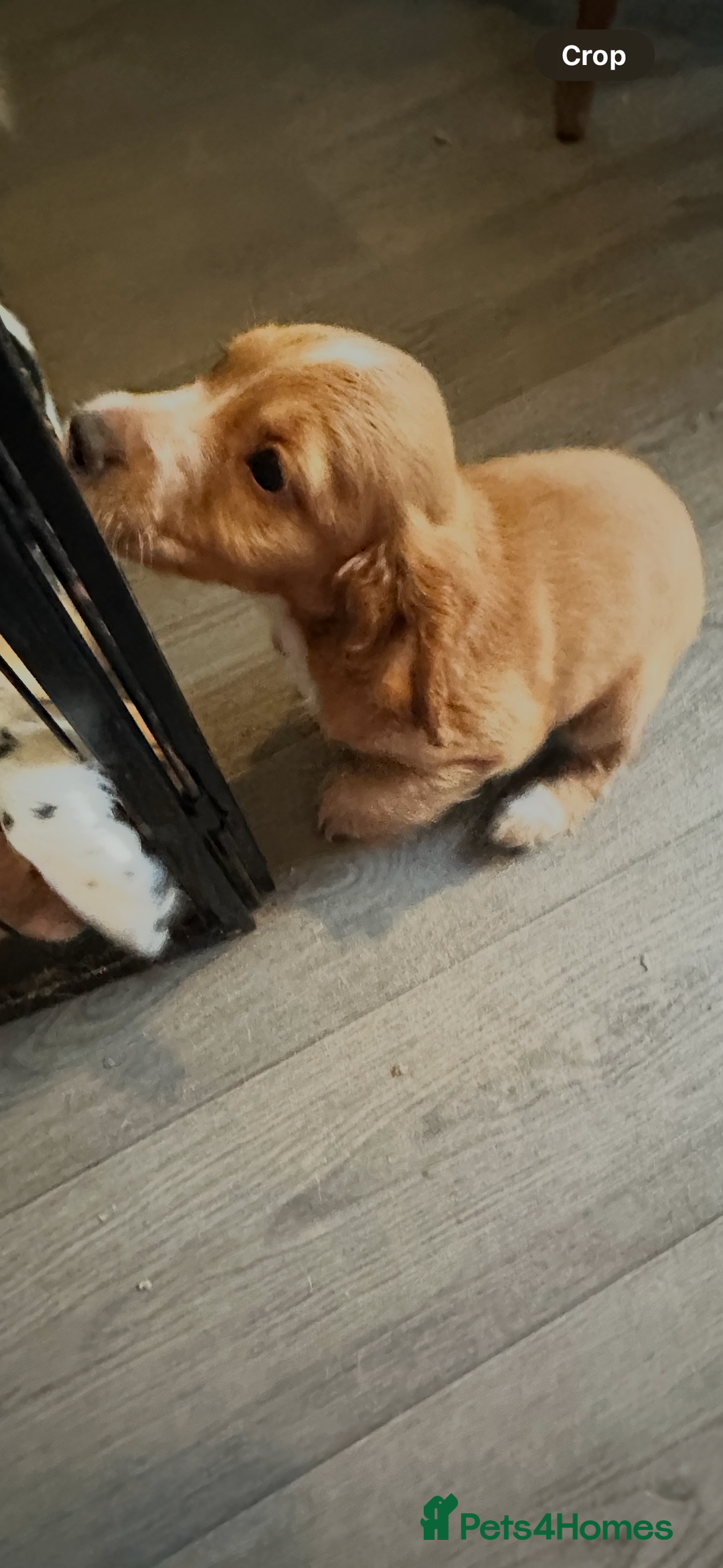 Sprocker dogs for sale: Sprocker puppy  - Image 2