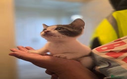 Mixed Breed cats for sale: 3 kittens looking for new families  - Image 1