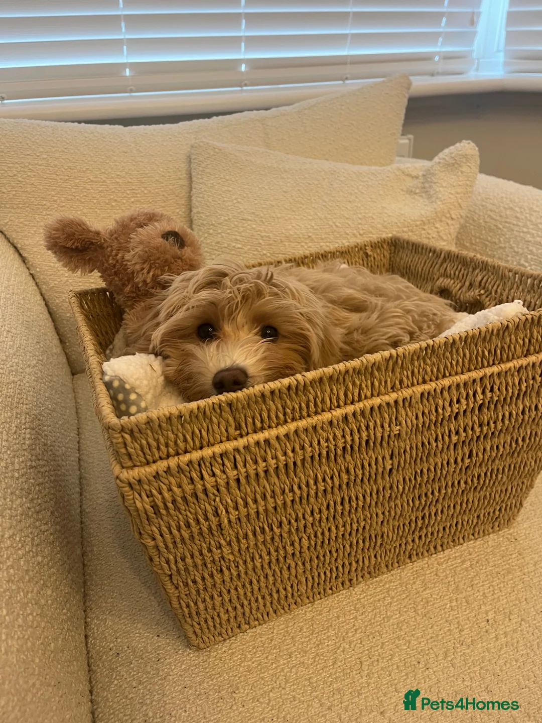 Cavapoo dogs for sale: Female Cavapoo for rehoming - Advert 5