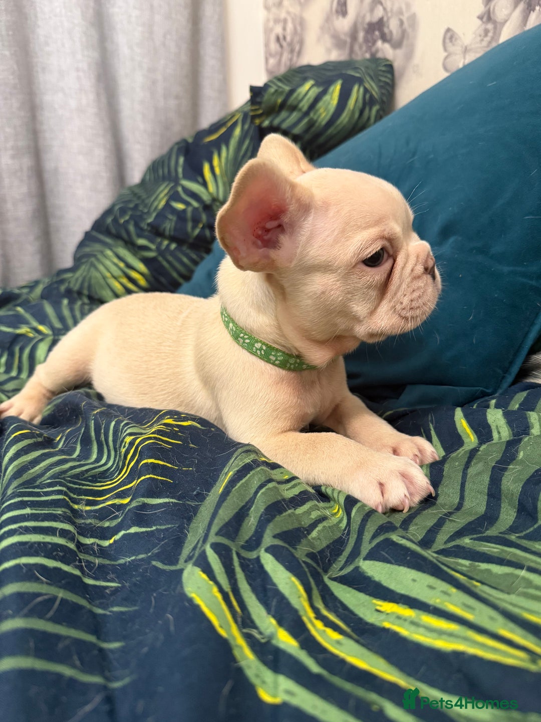 French Bulldog dogs for sale: Cream/ platinum French Bulldog puppy , ready now❤️ - Advert 12