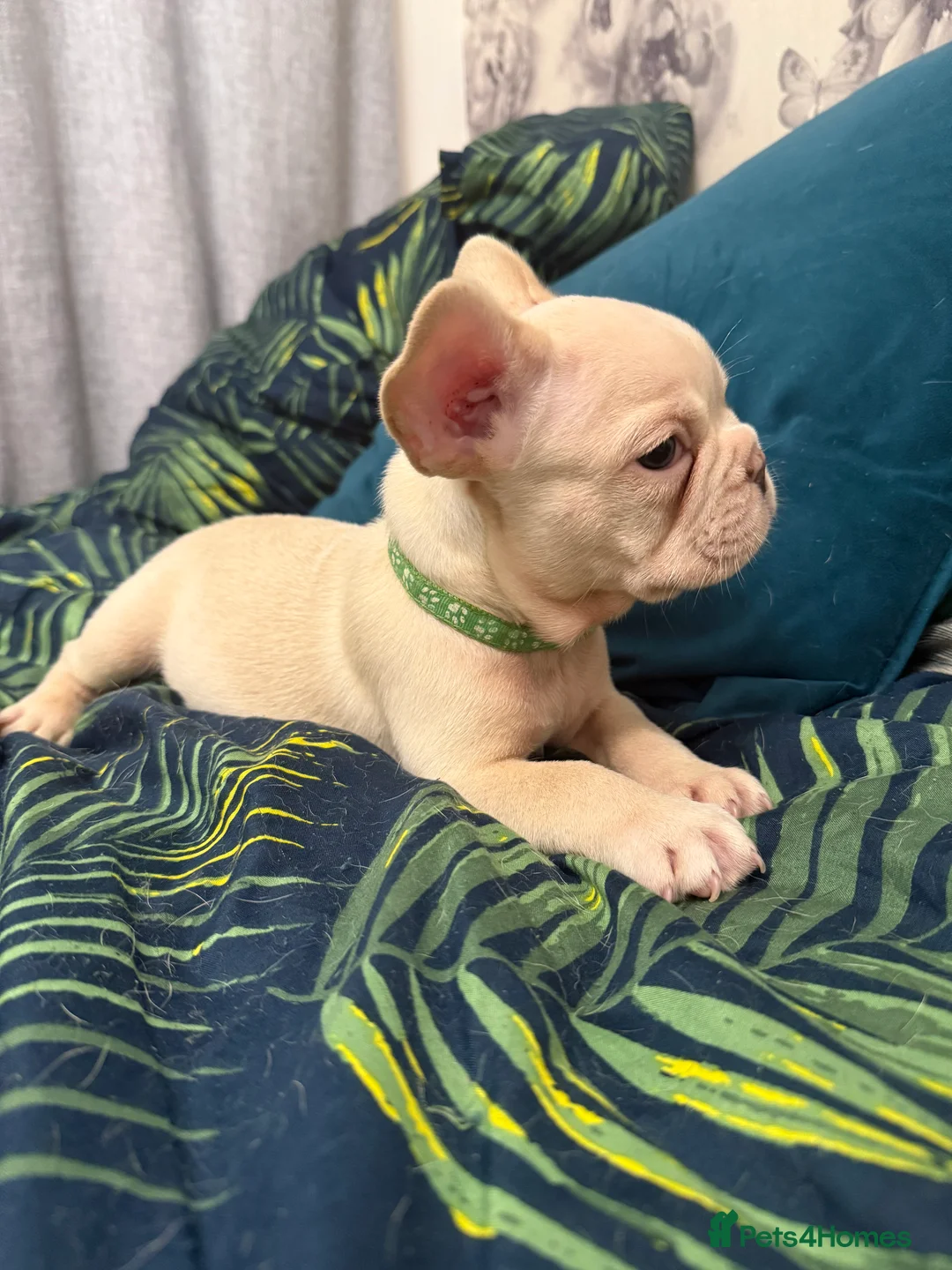 French Bulldog dogs for sale: Cream/ platinum French Bulldog puppy , ready now❤️ - Advert 17