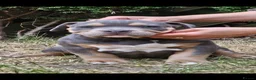American Bully dogs for sale: Cowboyline pocket bullies (11 weeks old) - Advert 13