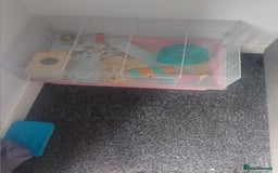 Hamster rodents for sale: 2 Roborovski Hamsters 1 Dwarf  - Image 3