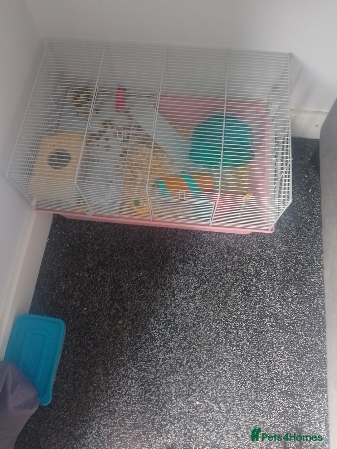 Hamster rodents for sale: 2 Roborovski Hamsters 1 Dwarf  - Image 3