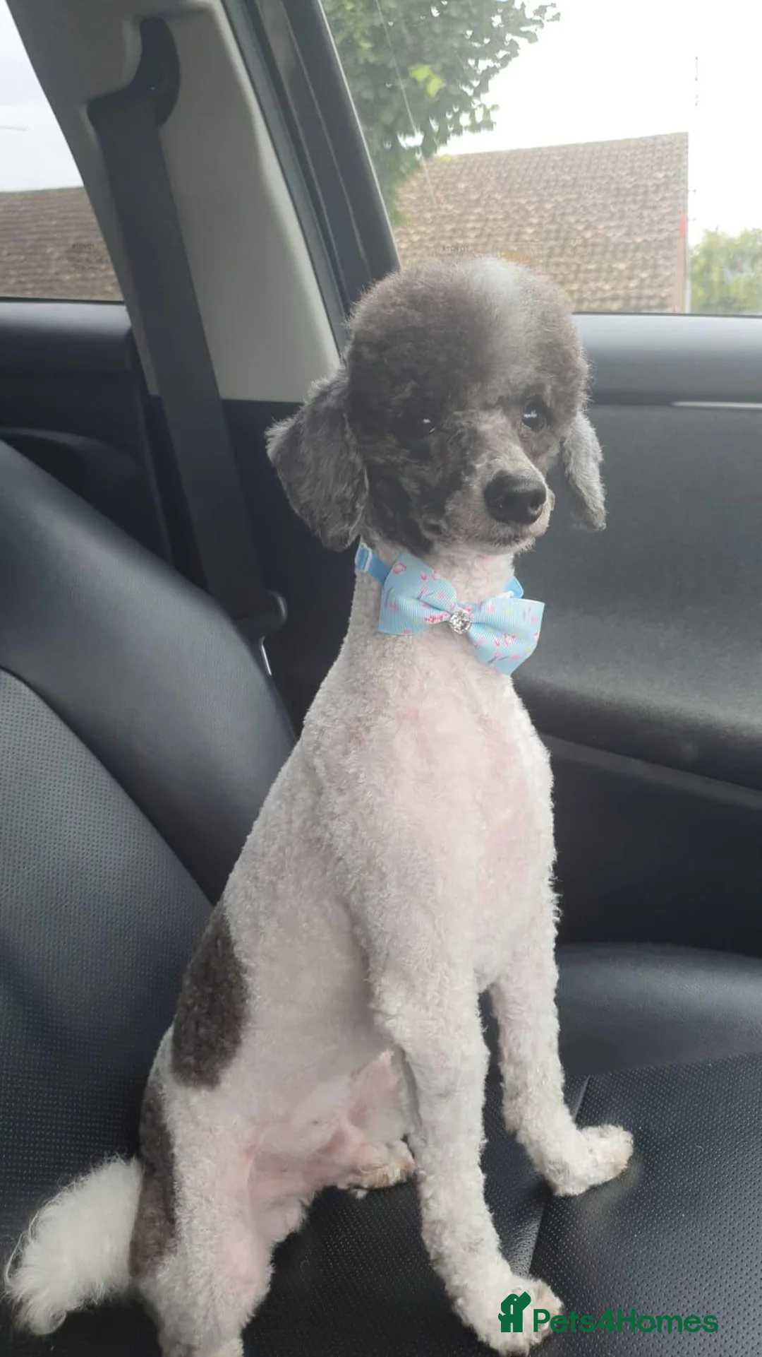Toy Poodle dogs for sale: Lovingly Rehoming Our Adorable Toy Poodle Boy  - Advert 1