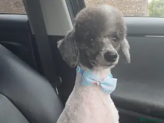 Toy Poodle dogs Lovingly Rehoming Our Adorable Toy Poodle Boy - Advert 6