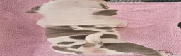 American Bully dogs for sale: Champion ABKC Line Bully Pups - Advert 19