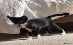 Mixed Breed cats for sale: Adorable kitten ready for a new home - Image 2