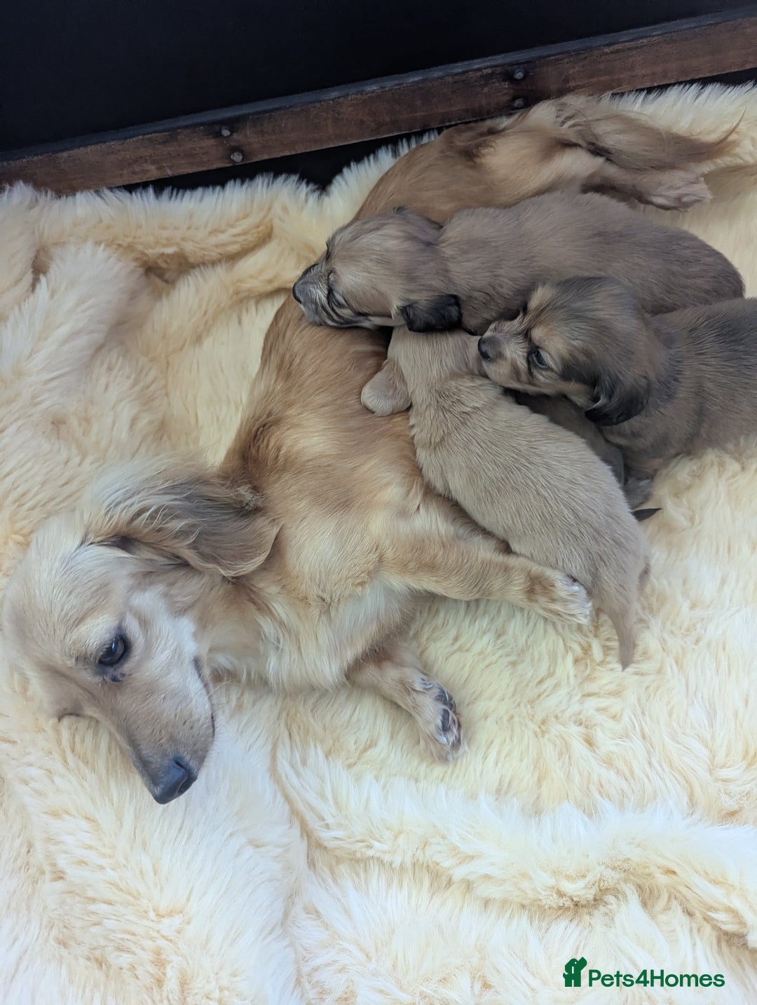 Dachshund dogs for sale: Long haired miniature Dachshunds  - Image 15