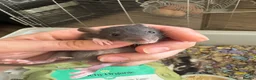 Rat rodents for sale: Baby tiny dwarf rats - Advert 3