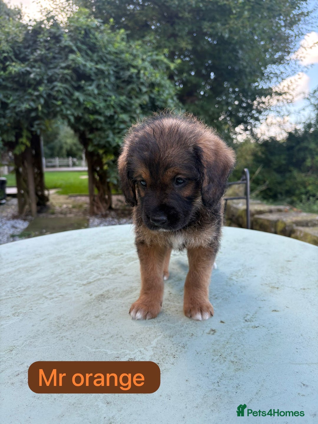 Mixed Breed dogs for sale: Outstanding Mini Saint Bernadoodle Puppies  - Image 24