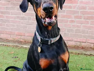 Dobermann dogs A Stunning strong KC Reg Black & Tan Doberman - Advert 1