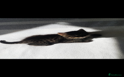 Mixed Breed cats for sale: 3 lovely Boys Ready to Leave , 1 black available  - Image 5